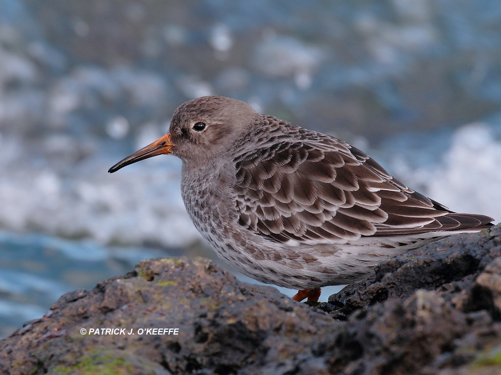 RAW BIRDS Nature Photography tweet media