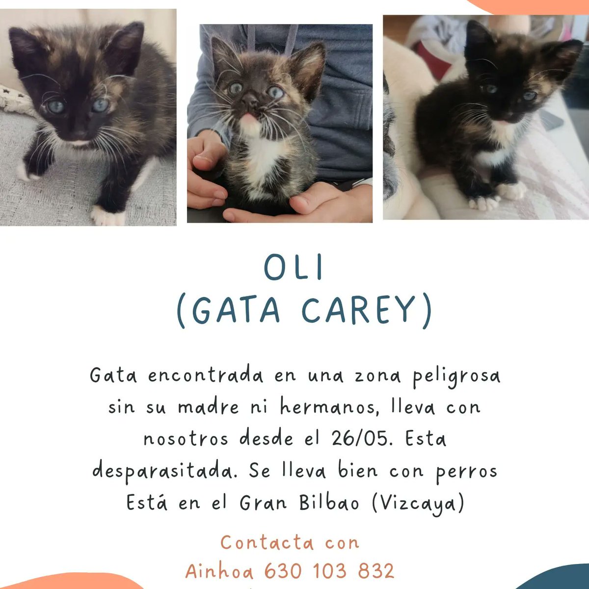 SrtaSalo's tweet photo. Hola! Hoy vengo a pedir un favor, pero no de código. Estoy buscando una adopción responsable para esta preciosidad. Tiene 3-4 semanas. Se lleva bien con perros y es muy cariñosa. Si podéis ayudarme a difundir os lo agradecería. #AdopcionResponsable #gato https://t.co/p6WDZr4wEQ