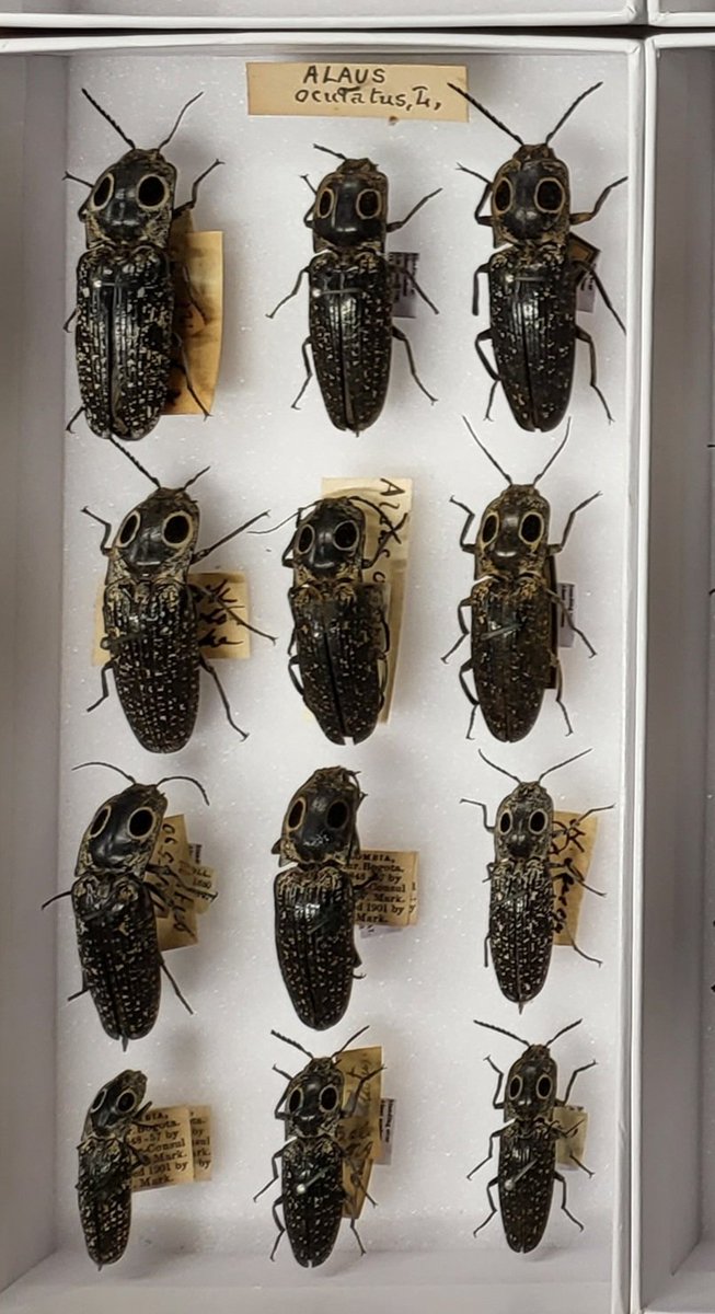 Amo Spooner tweet media