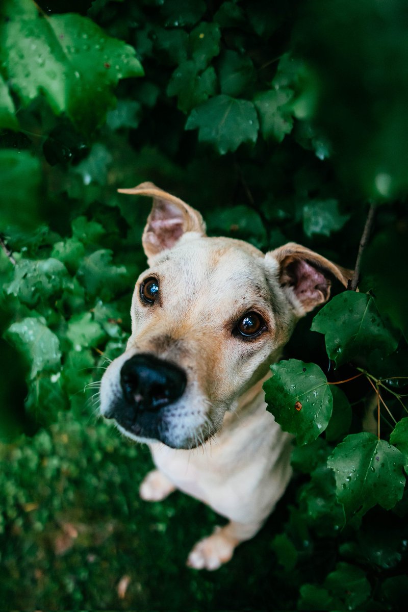 GM! ☀️ enjoy these photos I took of my dogs in our back yard.
