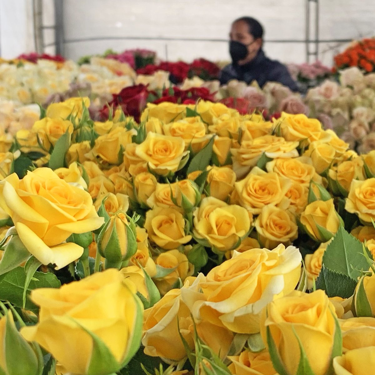 LHFlowers's tweet photo. Roses and spray roses, as far as the eye can see...

Order them now!

#simplicity #delicate #yellow #bouquetofowers #cute #vintage #asfarastheeyecansee #farminecuador #usa #ecuador #directshipping #lhf #lahaciendaflowers https://t.co/OcLm1T02Mb