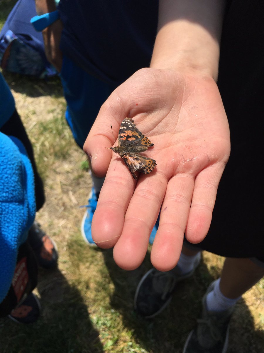 3Chu let their butterflies go in the butterfly garden today! Thanks to my wonderful little helpers! 🦋