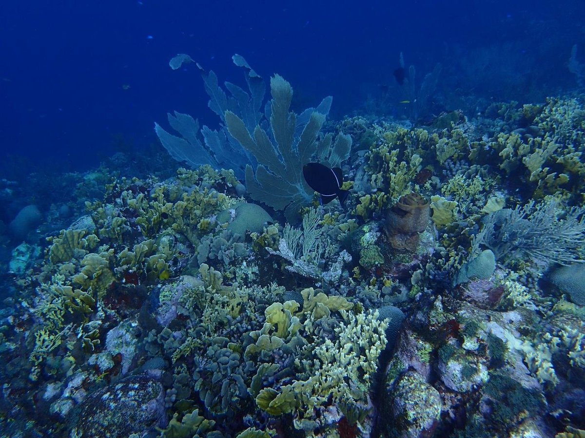 StuartSandin's tweet photo. Have you ever wondered how coral reefs change along island coastlines? Our team, led by @WaittInstitute, @Scripps_Ocean, and #CARMABI surveyed 122 sites, or just about 20% of the leeward reef (10m) of #Curacao. Turns out that corals 'care' where they grow https://t.co/SvRAiQkPYl https://t.co/psbqAYk9mO