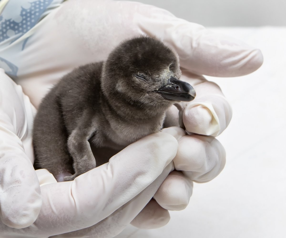 AquariumPacific's tweet photo. WELCOME LITTLE ONE! The Aquarium is thrilled to announce that we have one penguin chick in our care. 🐧 🐣 https://t.co/83bWSVfIza