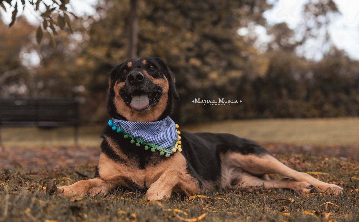 Chorizo fue rescatado cuando le dispararon en varias ocasiones en su pata, él no la dobla pero es un perrito súper feliz, queremos que él tenga un lindo hogar, si deseas cambiar tu vida y la de él por favor comunícate al 

📲 3118009018 💙🥺🙏🏻💙