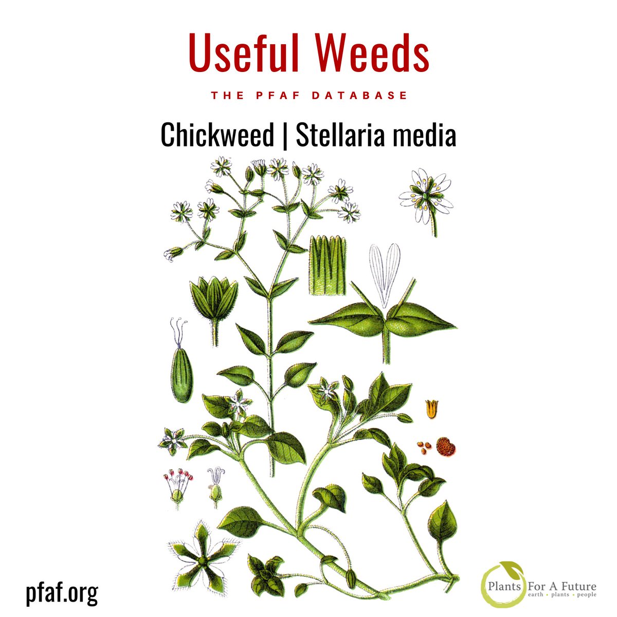 Edible Weeds | Stellaria media | Chickweed. Chickweed is a very prolific and easy to find edible weed. Young leaves are eaten raw or cooked as a potherb. They are very nutritious. pfaf.org/plants/edible-…