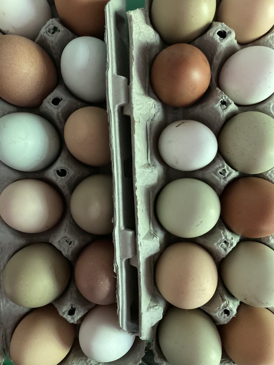 Our Farm fresh eggs are appealing to both the eye and the mouth! Yum!