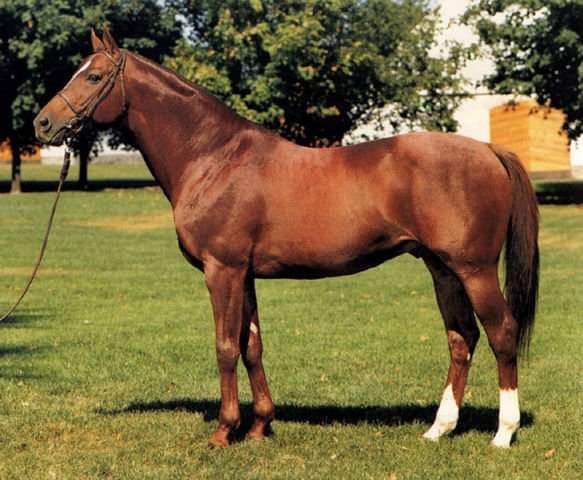 HORSERACING1002's tweet photo. SILENT SCREEN (PRINCE JOHN) #SilentScreen 1969 champion 2 year old colt. Sired 43 sw. Stood at @Gainesway https://t.co/39f67KTbFV