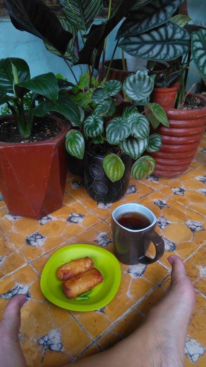 sarapan mesra bersama tanamanku yg ga bagus bagus amat