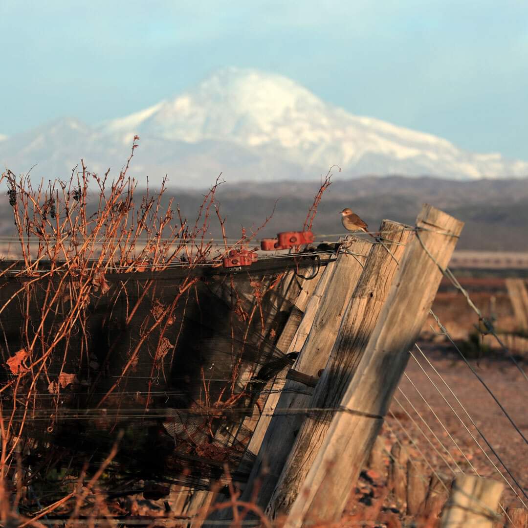 Paisajes que tenemos el placer de disfrutar en nuestros viñedos de Agrelo.

#Agrelo #Vineyards #PulentaEstate