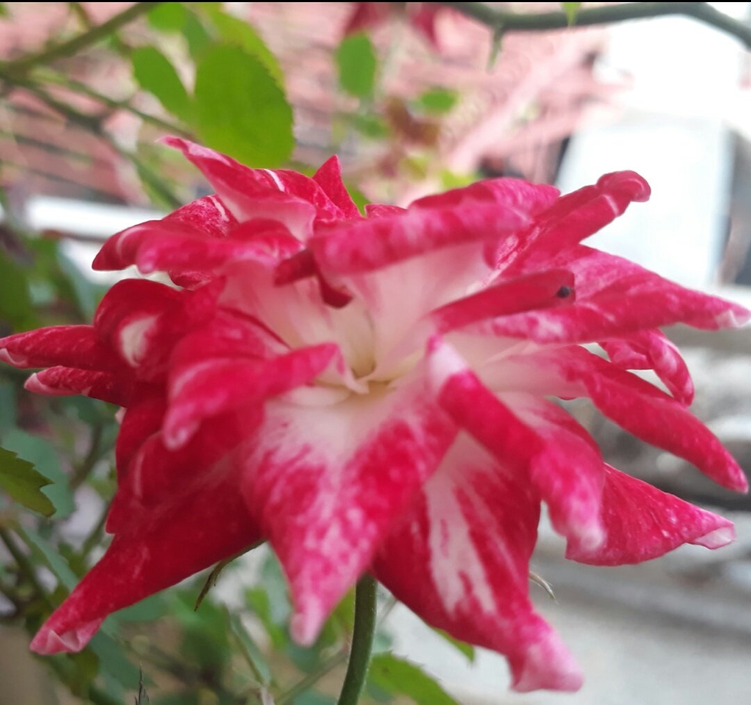 Swane47688833's tweet photo. Good morning everyone its #RoseWednesday
๐น๐น๐น๐น๐น๐น๐น๐น๐น๐น๐น๐น๐น๐น๐น๐น
#flowerphotography #photography
#myGarden #RosesCollection #anthophile
#floraphile https://t.co/hnGHLmLzq7
