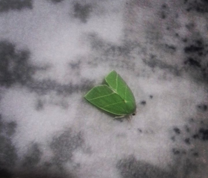 Bakın burda ne var, küçük bir misafircik 🌼