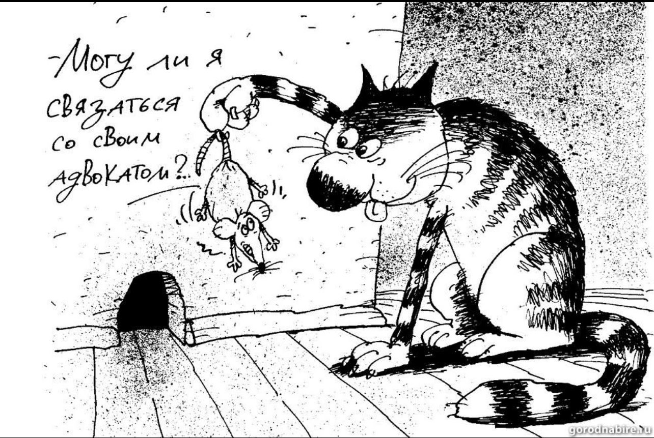 Кот карикатура