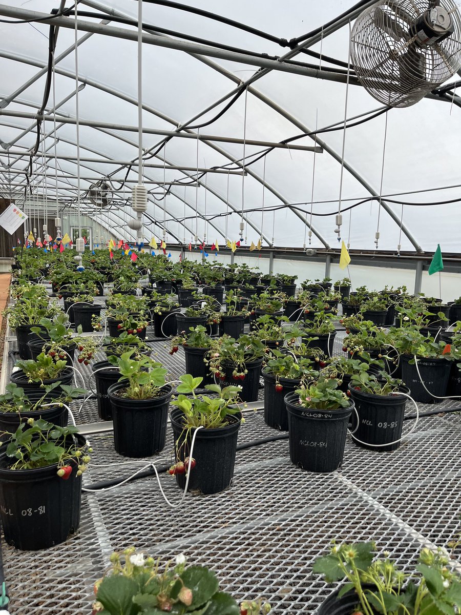 The data collection has begun.  ⁦<a href="/_BriannaHaynes/">brianna ♡</a>⁩ is harvesting lots and lots of strawberries 🍓