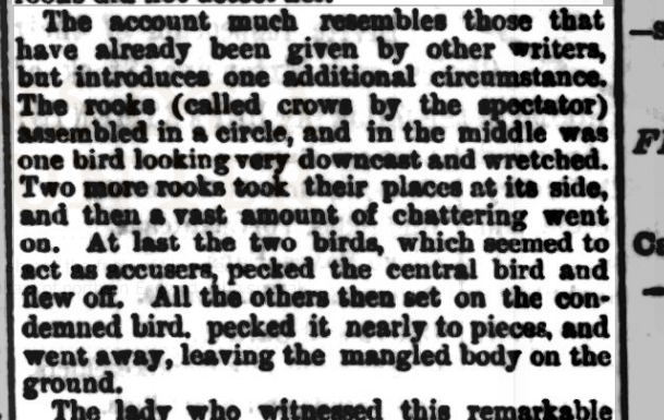 DrBeachcombing's tweet photo. Has anyone had this experience or does anyone know an interesting literary example: I feel an article coming on.... #folklore #ornithology #abitofboth #crows #rooks (what crime do you commit to annoy rooks?) https://t.co/QV1vXMHCPZ