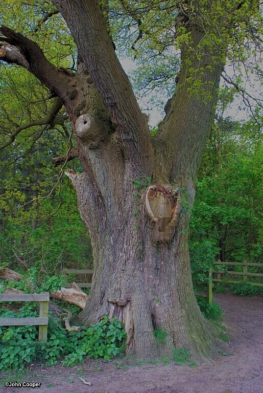 TheSuffolkMan's tweet photo. Youโll find this #thicktrunktuesday at #BridgeWood #Suffolk #Oak
@keeper_of_books
@arborsmarty
@mathilebrandts
@Britnatureguide
@SuffolkTrees
@DiscoverSuffolk
@SuffolkAg https://t.co/neQP5uwiDe