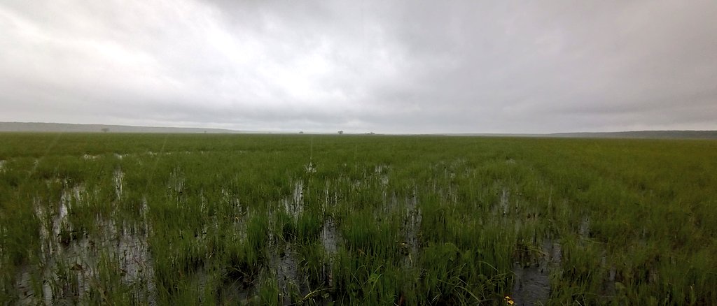 Some highlights from fieldworks of mapping bird territories on the flooded meadow of #AlamPedja NR. Photos 1 &amp; 2 full clutch of #commonsnipe and playing male, on 3 the new playground of #greatsnipe with at least four birds and 4 about the emotions of this wetwetland.
