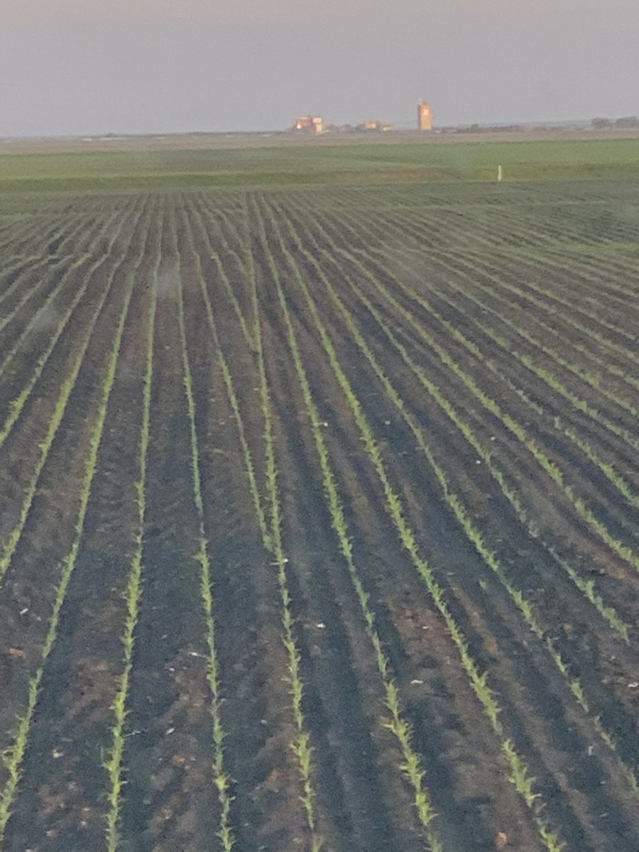 This was June 7 last year. This was seeded around May 5 last year.