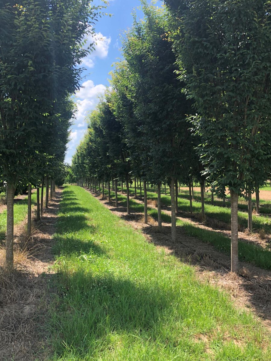 Musashino Zelkova with it vase shape would be great for smaller yards or street scape trees. 2.5"-5.5" Available this Fall. Get yours booked before they are gone #musashinozelkova #specimentrees #huntertrees #qualitytrees