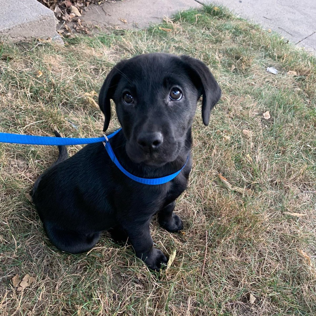 Jac_Gutierrez14's tweet image. 1st Hockey Season ✅
1st CHAMPIONSHIP ✅
1st Trip around the sun ✅

Happy First Birthday to Miss Harley Quinn! She has grown and learned so much this year (and has much more to learn). She’s Beloved by her boys and Musketeer Nation. Here’s to the many more years to come!