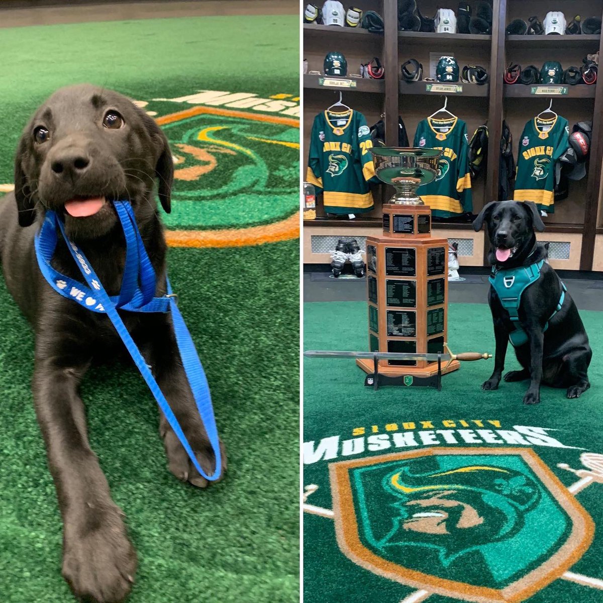 Jac_Gutierrez14's tweet image. 1st Hockey Season ✅
1st CHAMPIONSHIP ✅
1st Trip around the sun ✅

Happy First Birthday to Miss Harley Quinn! She has grown and learned so much this year (and has much more to learn). She’s Beloved by her boys and Musketeer Nation. Here’s to the many more years to come!