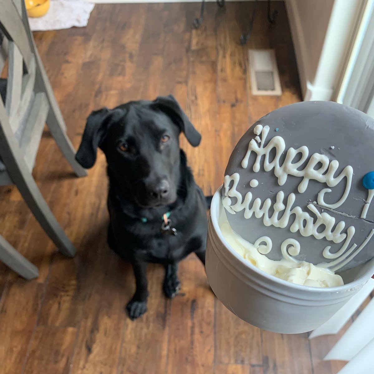 Jac_Gutierrez14's tweet image. 1st Hockey Season ✅
1st CHAMPIONSHIP ✅
1st Trip around the sun ✅

Happy First Birthday to Miss Harley Quinn! She has grown and learned so much this year (and has much more to learn). She’s Beloved by her boys and Musketeer Nation. Here’s to the many more years to come!