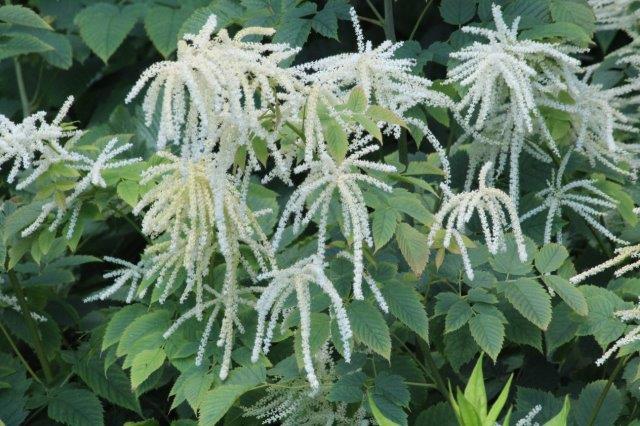 Geitenbaard (Aruncus) is weer prachtig dit jaar. De plant kan wel 1,5 tot 2 meter hoog worden. Ik vind deze het mooist achteraan de plantenborder. Staat bij ons in halfschaduw, onder de Magnolia en doet het daar prima. tuinhappy.nl/geitenbaard/
