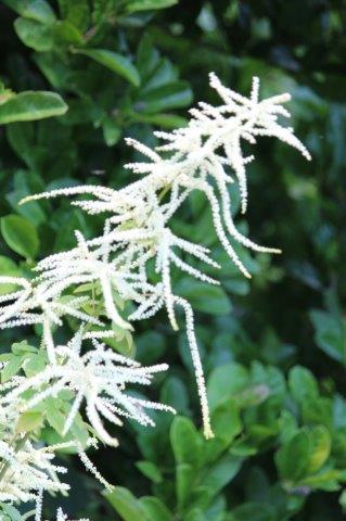 Tuinhappy's tweet photo. Geitenbaard (Aruncus) is weer prachtig dit jaar. De plant kan wel 1,5 tot 2 meter hoog worden. Ik vind deze het mooist achteraan de plantenborder. Staat bij ons in halfschaduw, onder de Magnolia en doet het daar prima. https://t.co/Mc4iQ9Zova https://t.co/5GYqwVkafm