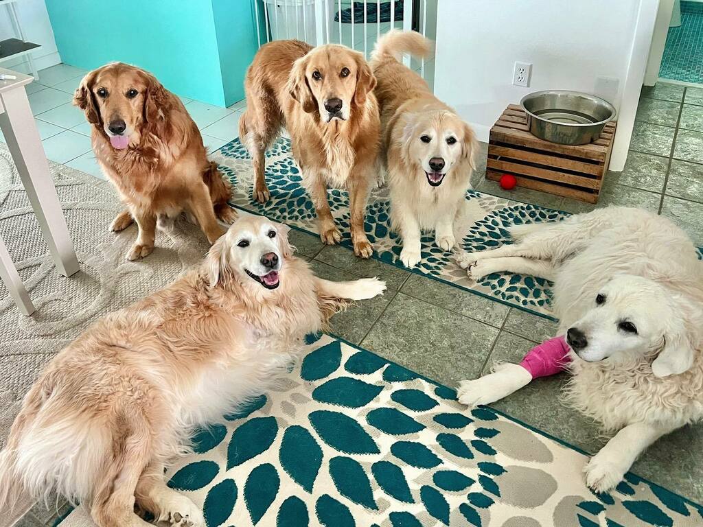 5 dogs, 18 good legs