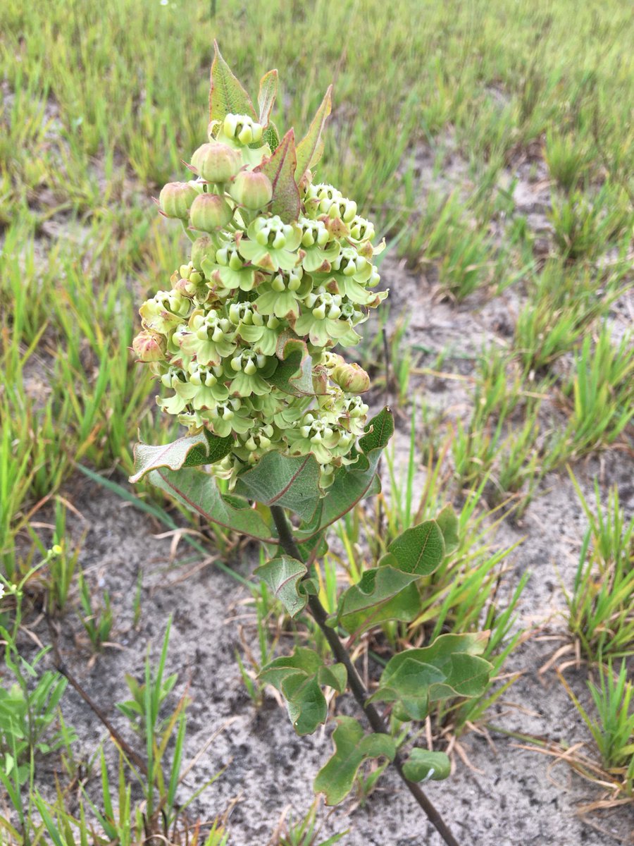 FriendsofFLForests tweet media