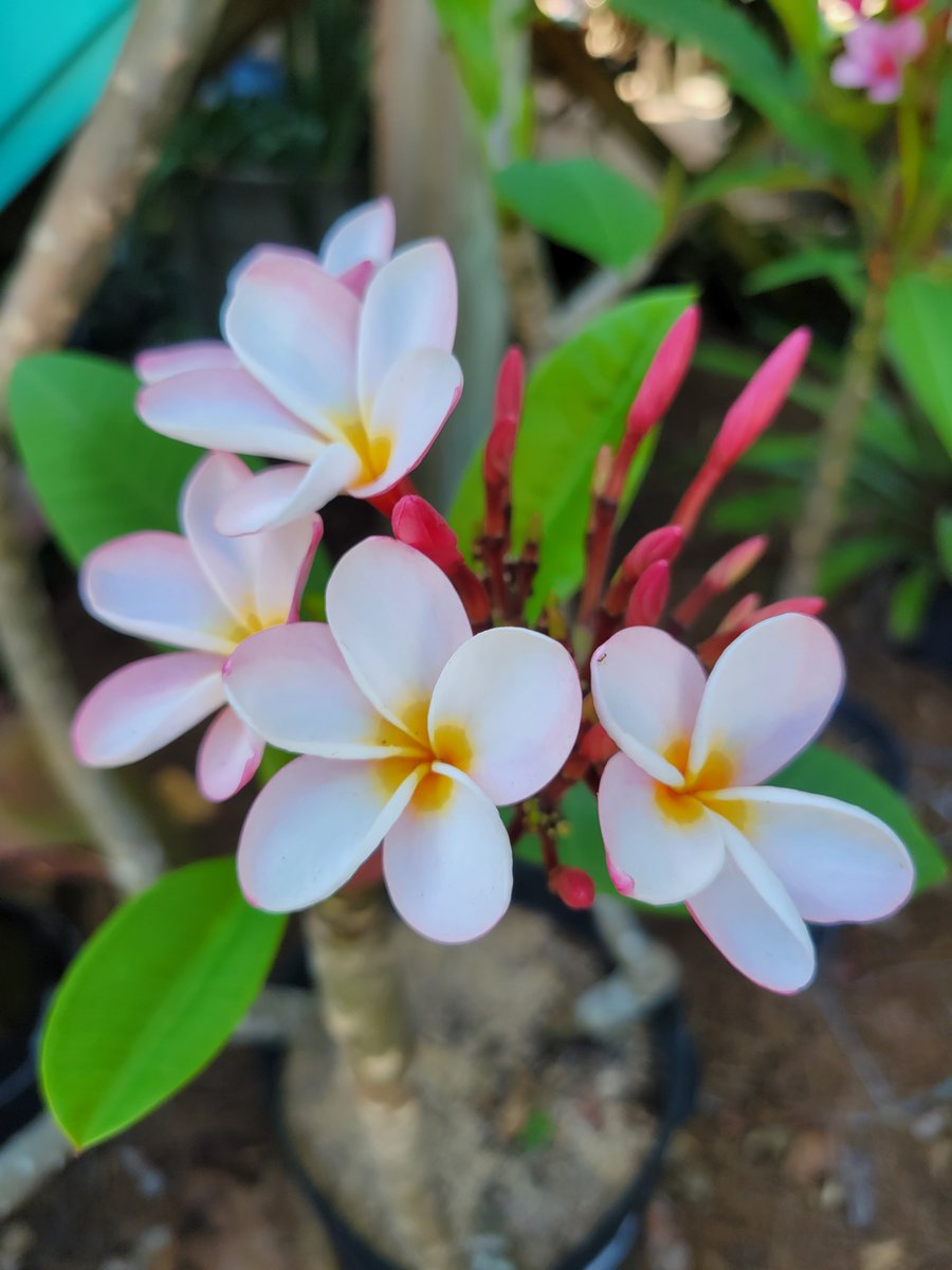 These white #flowers are #Frangipani, which start blooming in warmer weather. They come in different colors & have a wonderful scent. What are some of your favorite blossoms in the #Summer season? ☀️  rswalsh.com
#swfl #captiva #sanibel #florida #gardening #plants
