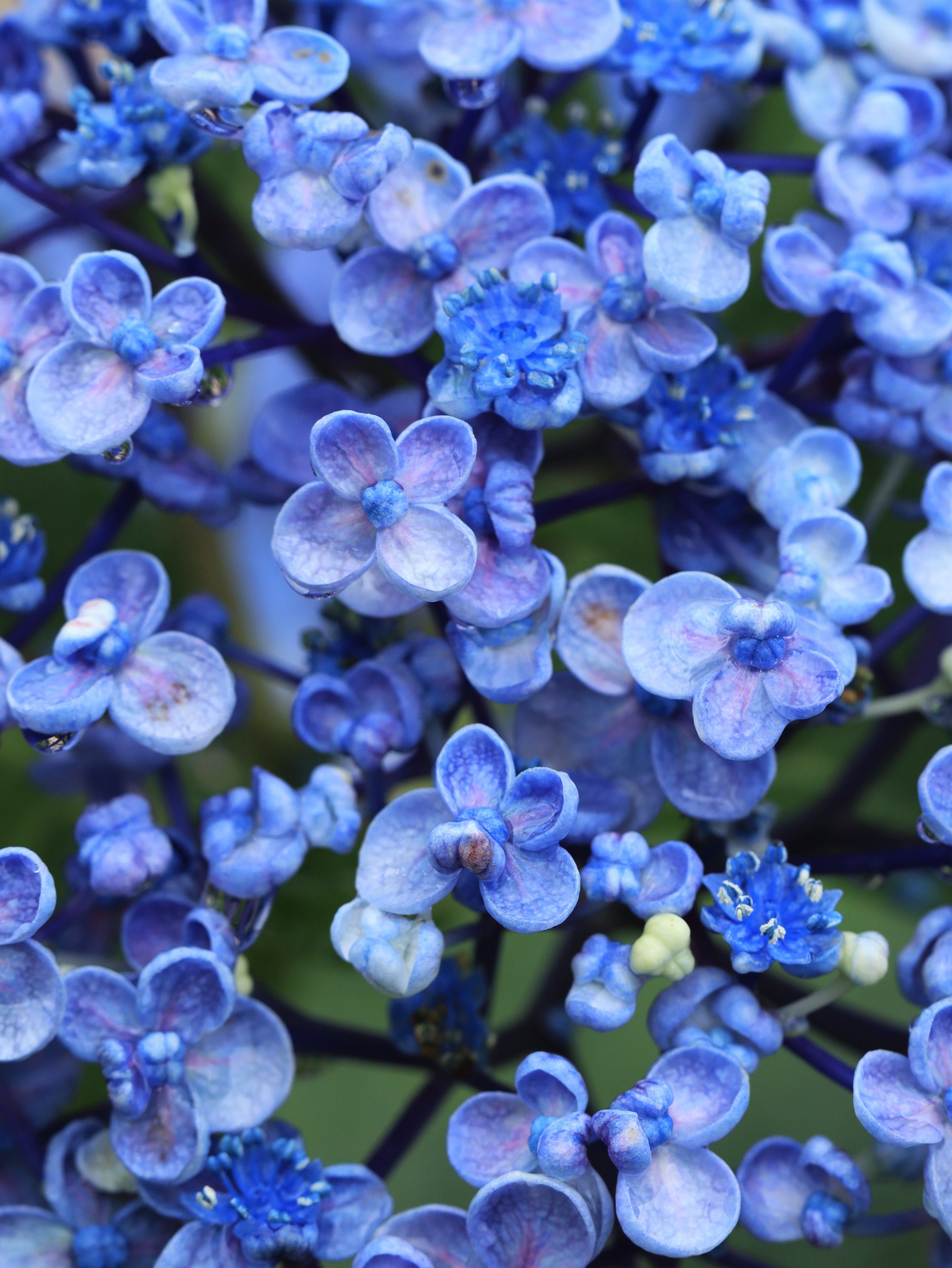おたふく紫陽花 Twitter Search Twitter