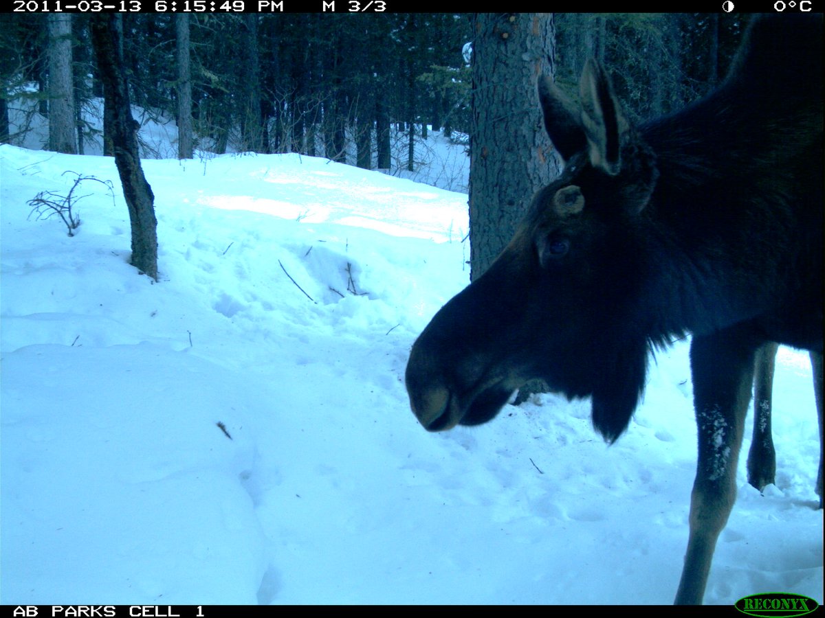 Look at this moose's fuzzy nose 😍