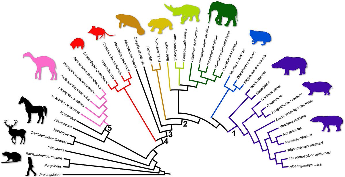 Molecular phylogenies really are more likely to be accurate than morphological ones, according to biogeographical tests by <a href="/OystonJack/">Jack Oyston</a> in nature.com/articles/s4200…
