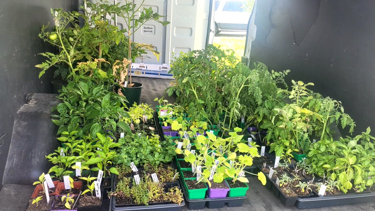 DCGBotany's tweet photo. DCG Botany had some extra garden vegetables left after our plant sale, &amp; today they were shipped out to the community garden maintained by Waukee Area Christian Serices. Over 100 tomatoes, dozens of peppers, cucumbers, &amp; herbs heading out to provide fresh food for people in need. https://t.co/P4Vk61xO08