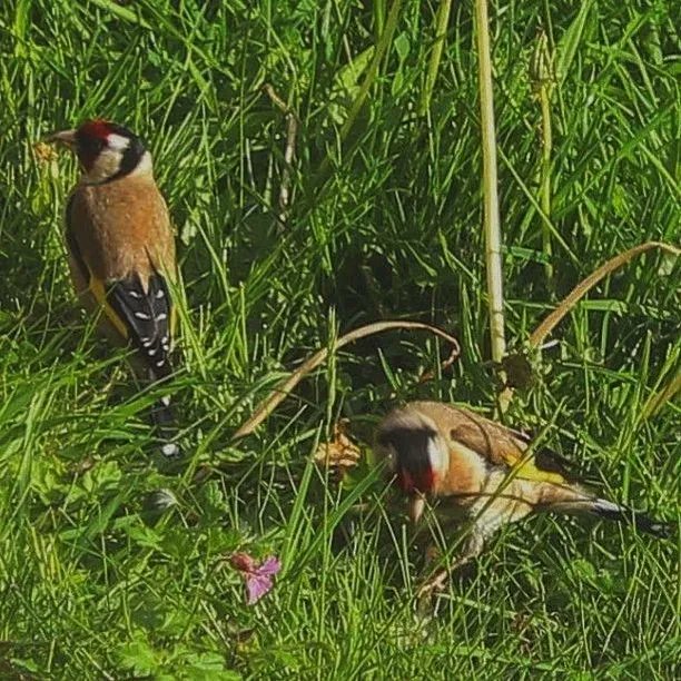 TheBWShow's tweet photo. Pair of Goldfinches
#goldfinches
#goldfinchesofinstagram
#birdphotography
#birdsofinstagram https://t.co/CIyQqSuuqU