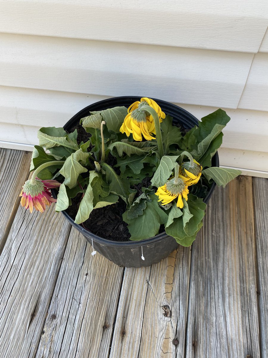 My plant told me to take her out of the sun. #sorryplant she is now properly shaded and watered sufficiently.