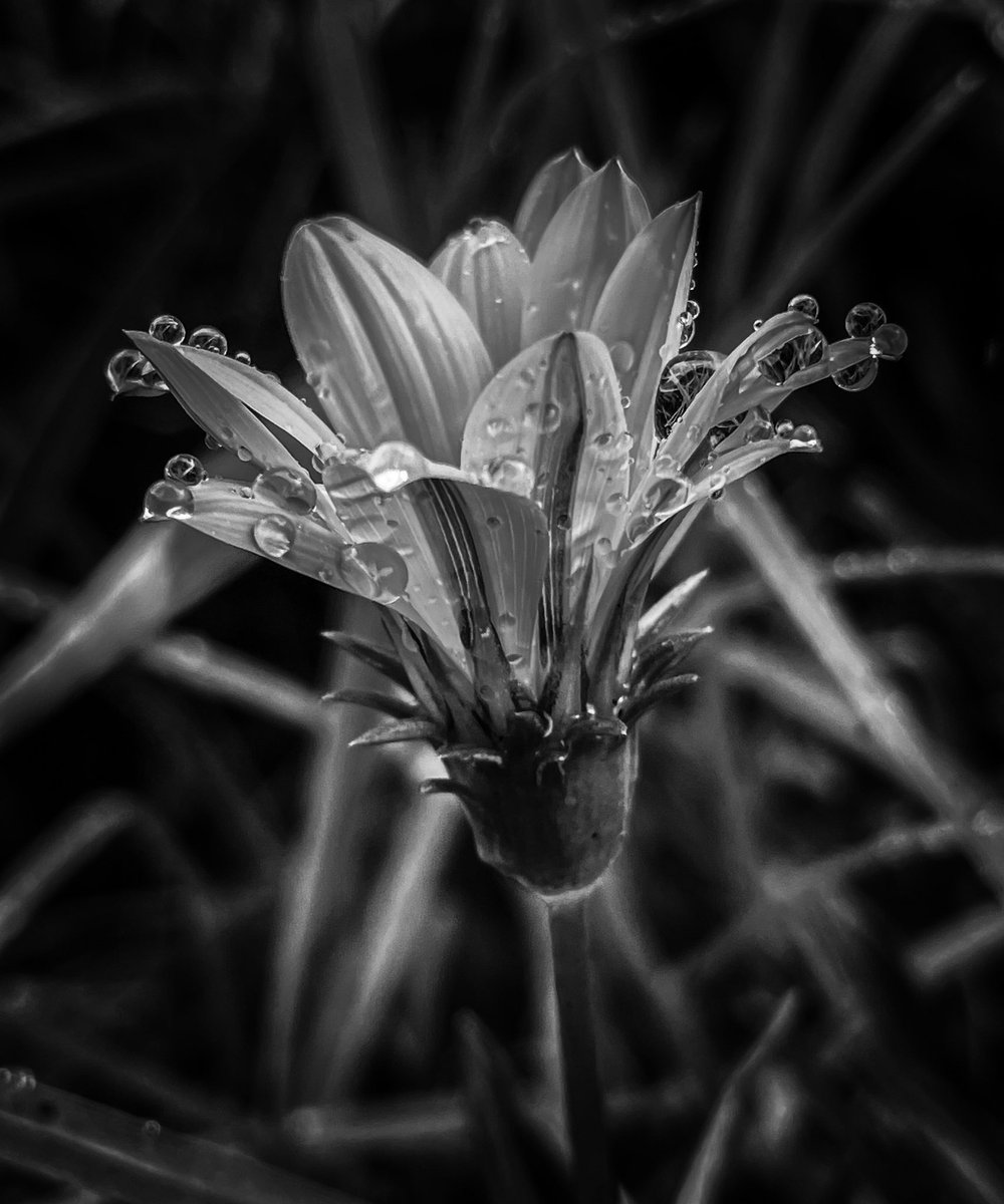 Rain drops on the edge #blackandwhite #photography