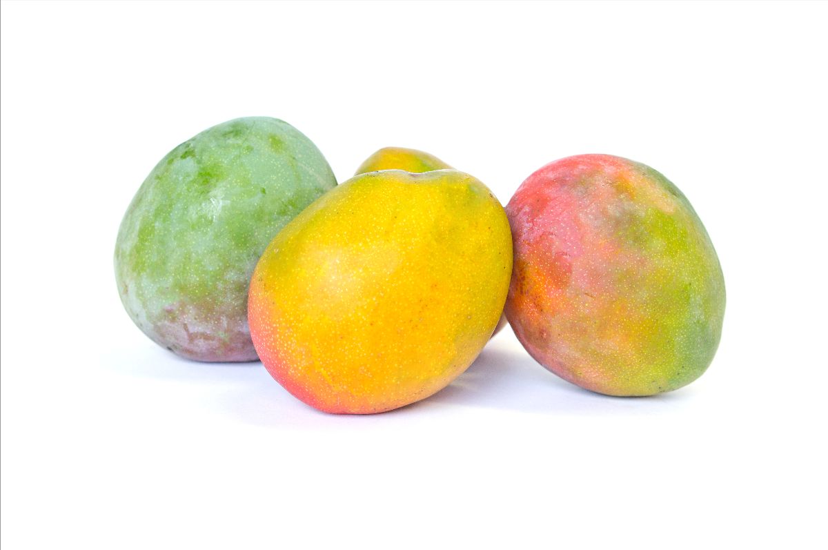 robertishere's tweet photo. Florida Red Mangoes now in stock! 😍😋 - https://t.co/LlUAmTGcFr https://t.co/UZ6WbWHGxs