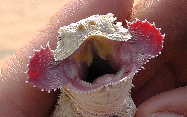 lizard_lab's tweet photo. Our paper on the function of these crazy head flaps in the agama  Phrynocephalus mystaceus is out! We confirm their anti-predator function - a likely deimatic display using field experiments in China. @DanielWANoble Yin Qi @mqnatsci #colsci  https://t.co/fyqdODXpYT https://t.co/5kaJafYkQH