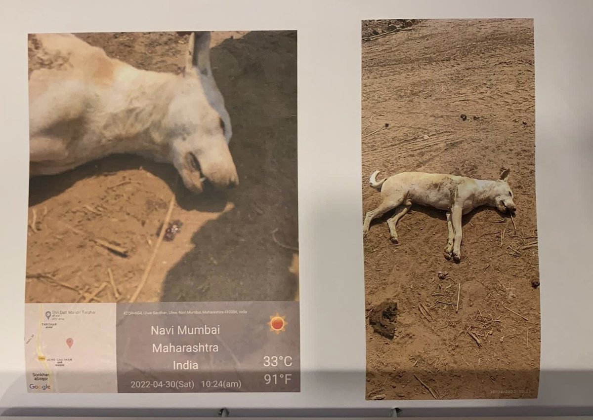 Dogs dying at Adani-CIDCO Navi Mumbai Airport site due to lack of food and water….<a href="/gautam_adani/">Gautam Adani</a> <a href="/CIDCO_Ltd/">CIDCO Ltd</a>
