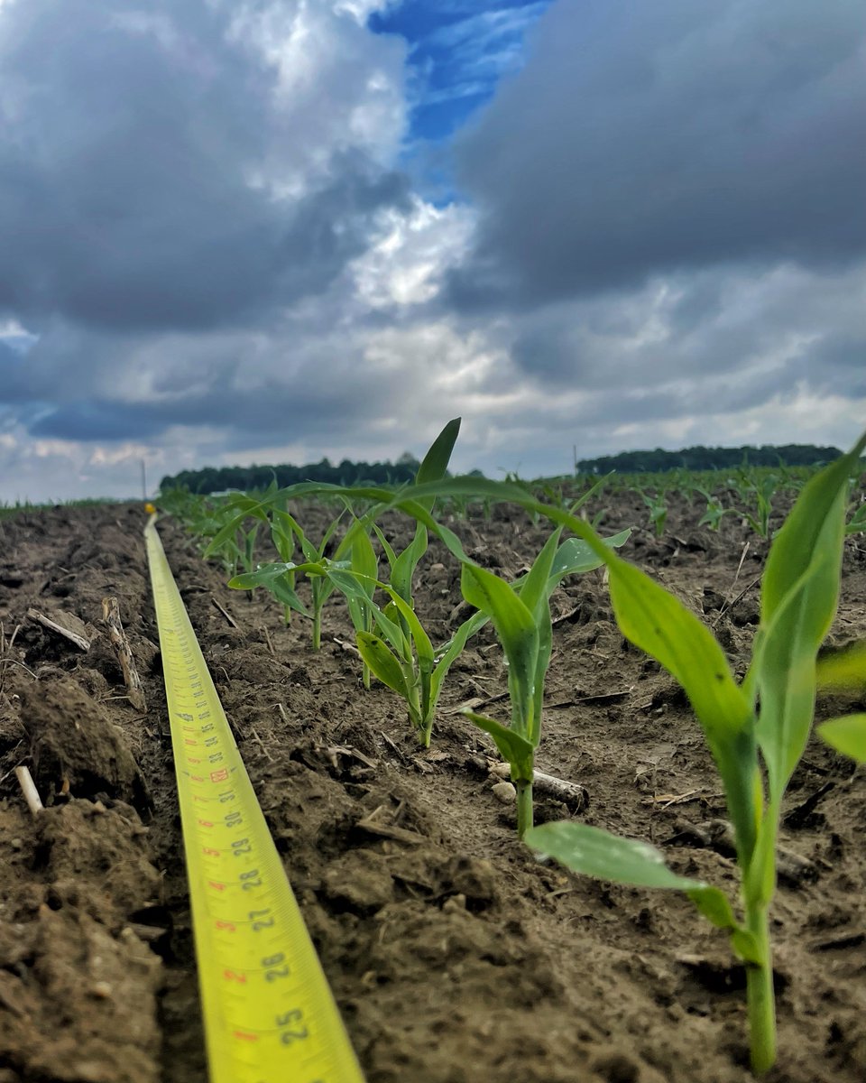 Even emergence and a population just as expected makes for a great line of sight, does it not? #NONGMO #Plant22 #farmlife