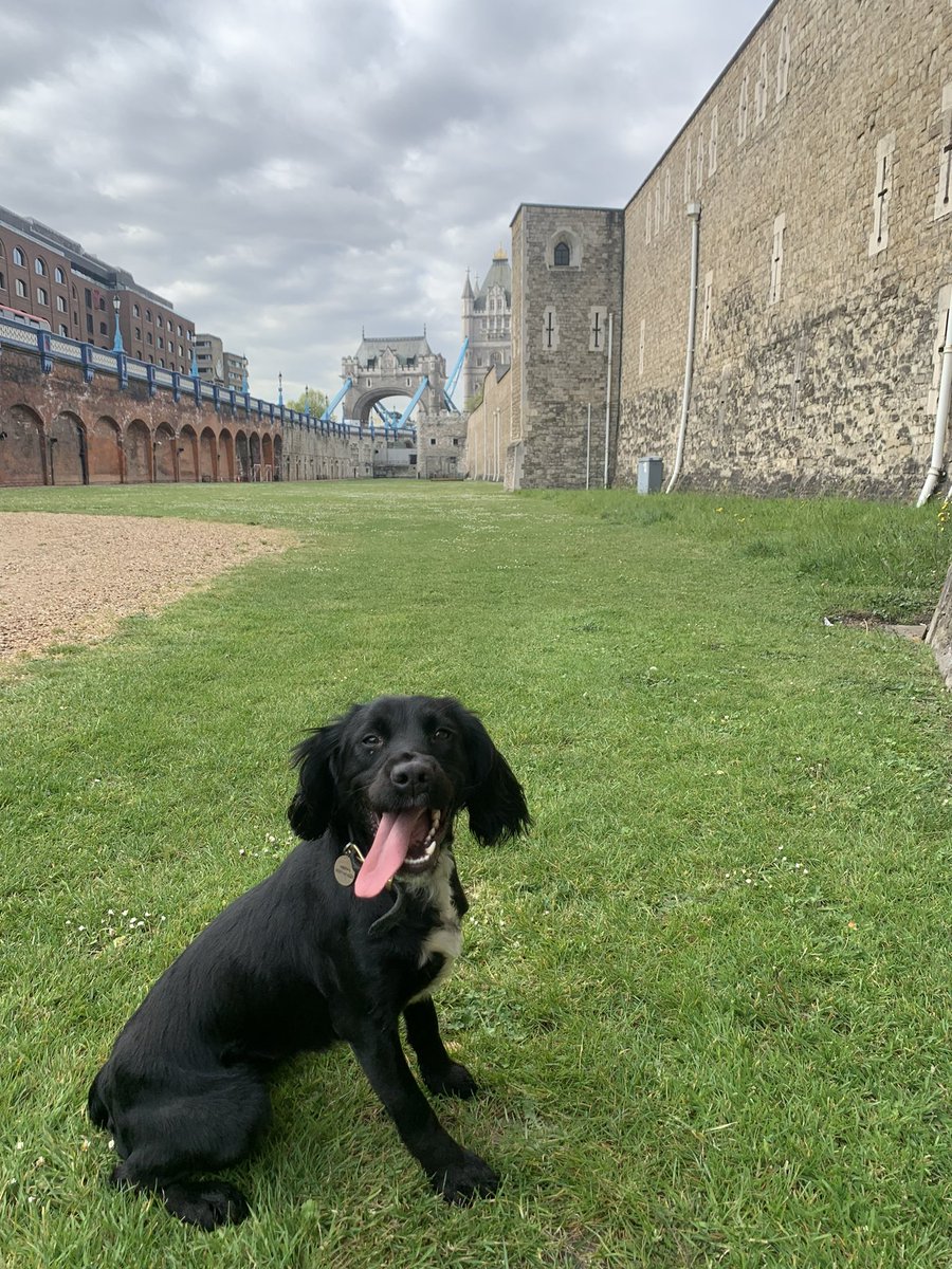 DogsHmpps's tweet photo. Bella at the Tower! Living the dream serving the Queen๐ฌ๐ง #Jubilee #NCTAS #WorkingDogs #OperationalDogs #NFRSA #TowerOfLondon https://t.co/lGAdlu0zUq