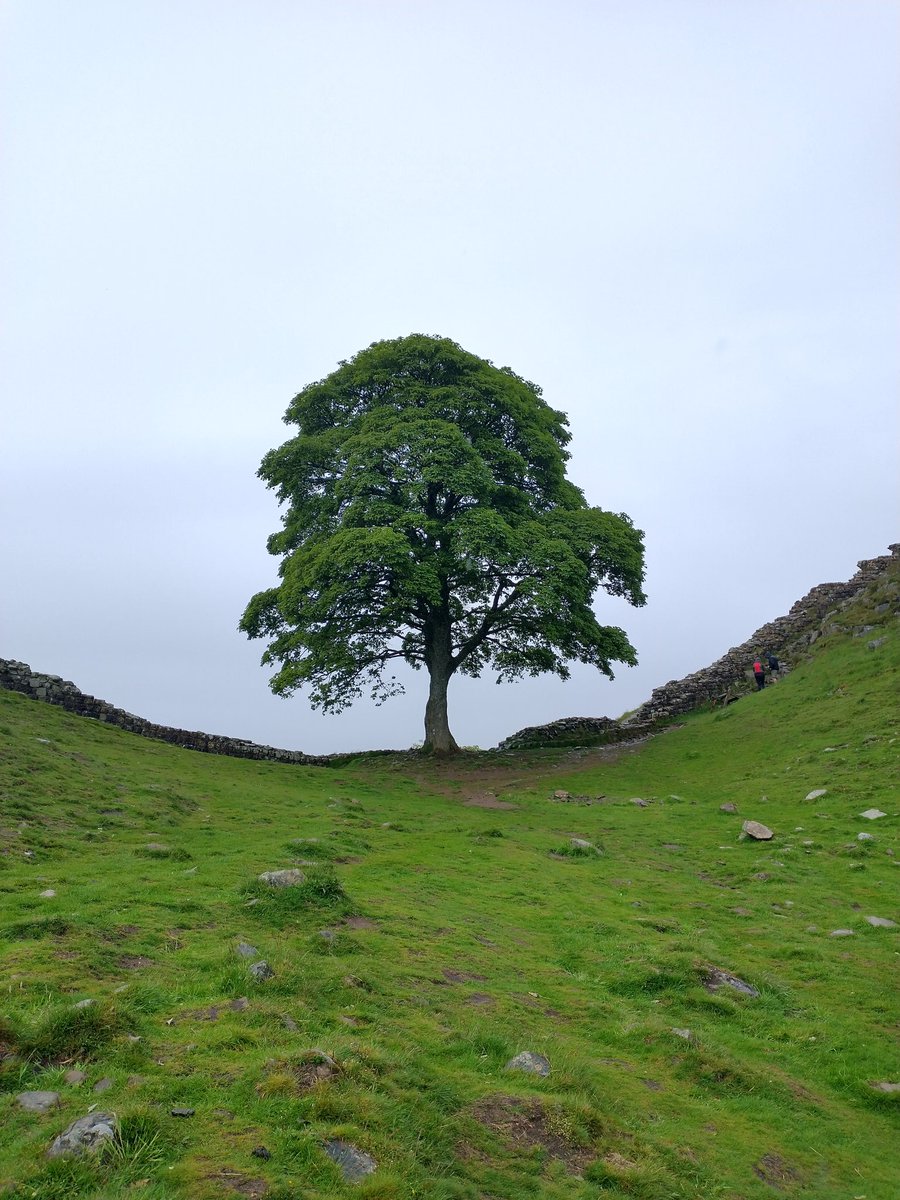 Drex80's tweet photo. Day 3 of #hadrianswall - 23 miles from Gilsland to near Chollerton. It rained all day however @Elzedee and I managed tea with the Queen, the Sycamore Gap, and to go over to he highest part of the wall. Visited #housesteads fort. #hwpath #northumberland https://t.co/q2Zsp9Qjx1