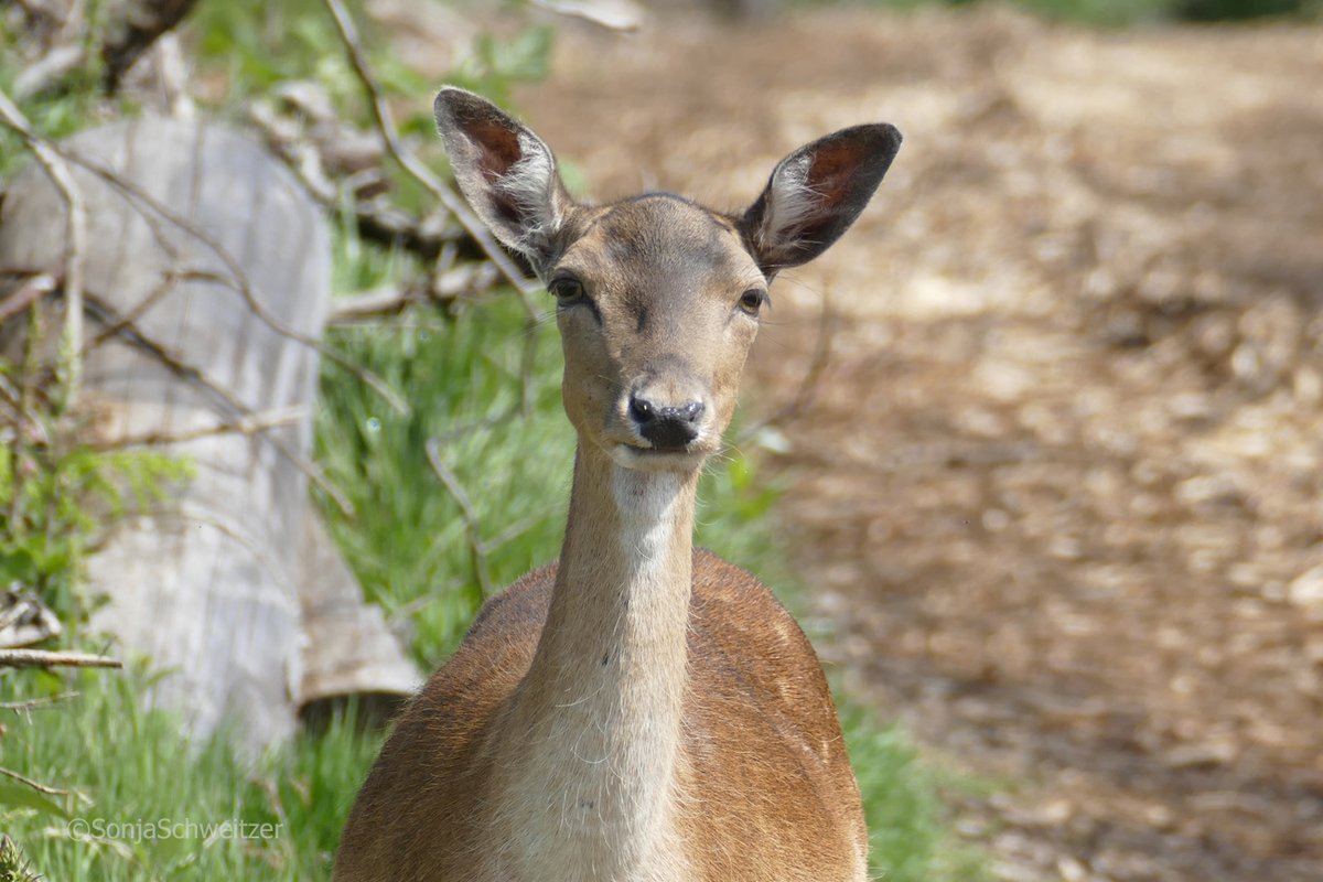 HessenSonja5767's tweet photo. Damwild Weibchen im Winterkleid........................ #Tiere #Natur #Fauna #DamaDama #Damhirsch #Wild #Kahlwild #Wildtiere #Wald https://t.co/sqyqiUBVZZ