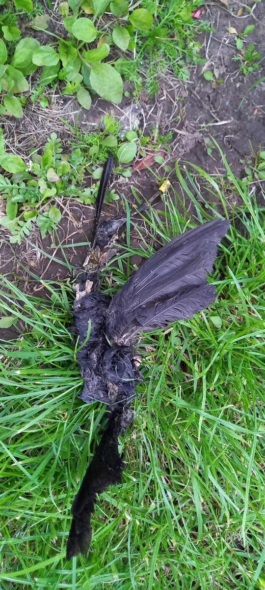 faceyrj's tweet photo. The walk back from the pub turned out to be productive, resulting in my first, only, and last resighting of Blackbird "JS". He was at least in his second year when originally ringed on 2 July 2019, making him at least five years old on his death. https://t.co/jfqqNm0hQM