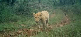 tarapirie tweet media