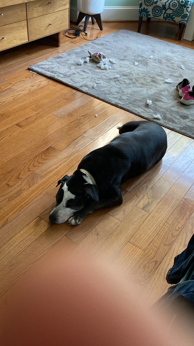 HBones4's tweet photo. Crime scene my dog just created https://t.co/RFOrPuMjlS