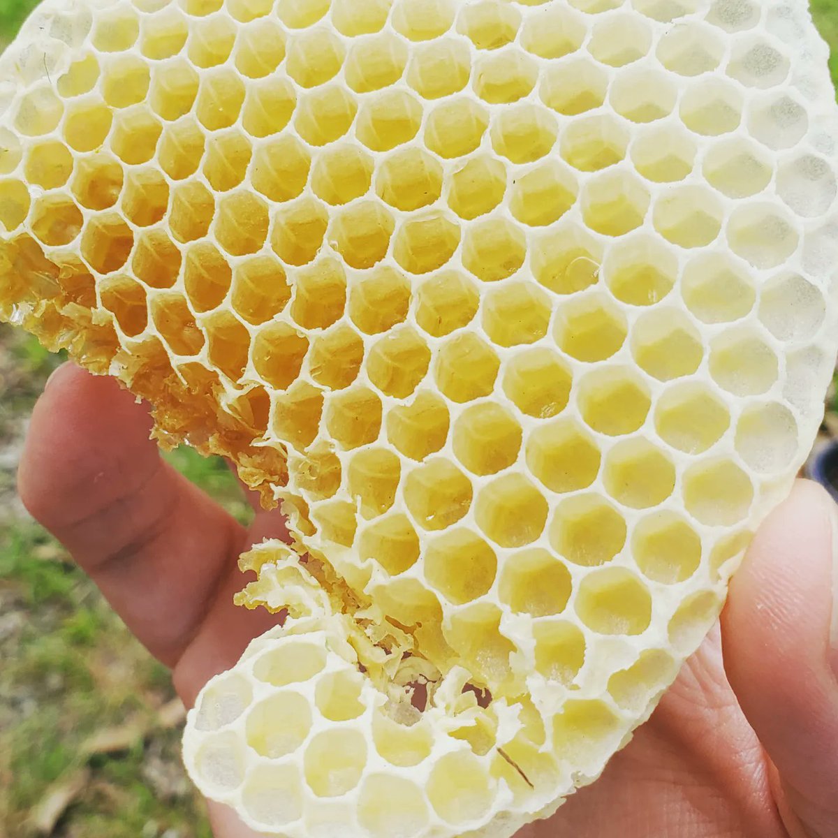 MrBehrmann's tweet photo. I'm definitely already making mistakes as a beekeeper, but at least this was a tasty one. The bees got creative and built out comb without frames this week. I will eventually return this to them so they can reuse the resource, but not before a tiny taste of spring honey. #BJBees https://t.co/72YG3JhiqZ