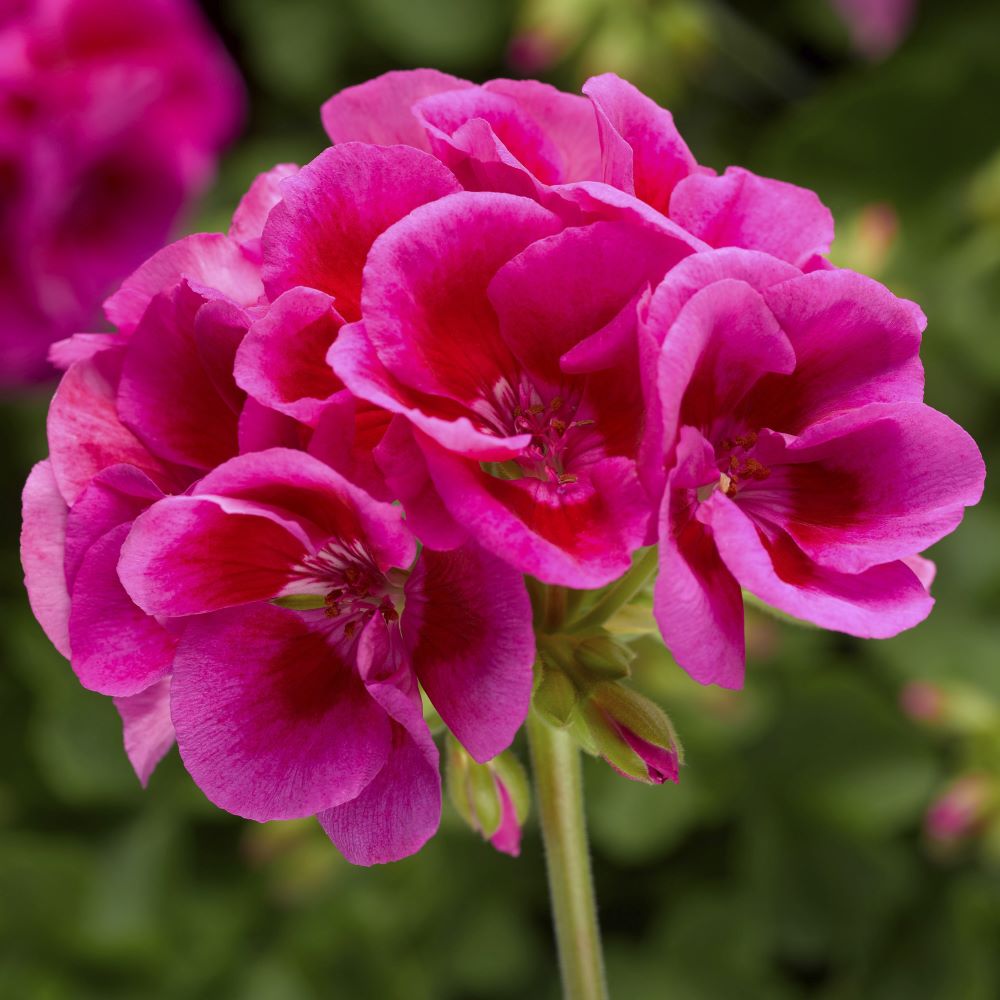 Wallish Greenhouses tweet media